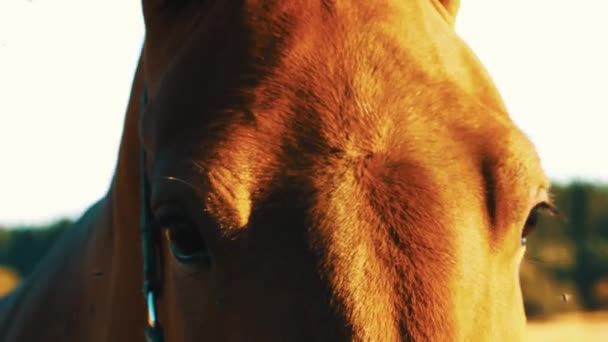Pferd in Nahaufnahme bei Sonnenaufgang — Stockvideo