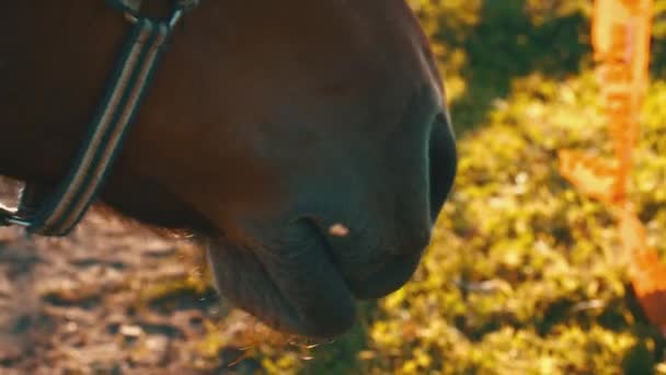 Cavalo selvagem close-up ao pôr do sol — Vídeo de Stock