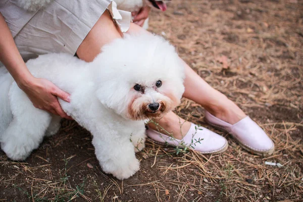 Caniche Moelleux Blanc Avec Arc Marche Dans Une Clairière Forestière — Photo