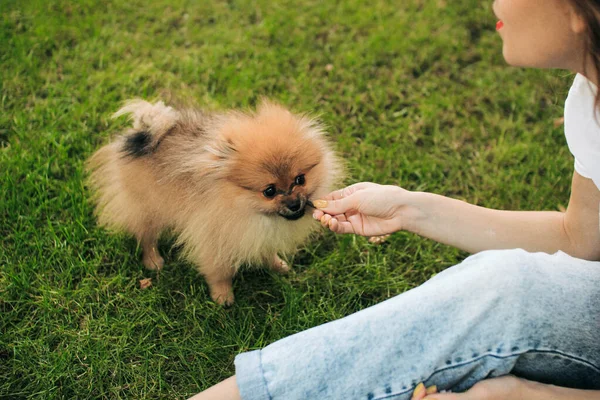 Beautiful Little Brown Dog Playing Its Owner Nature Happy Funny — Stock Photo, Image