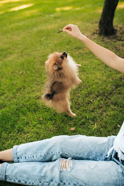 Beau Petit Chien Brun Joue Avec Son Propriétaire Dans Nature — Photo