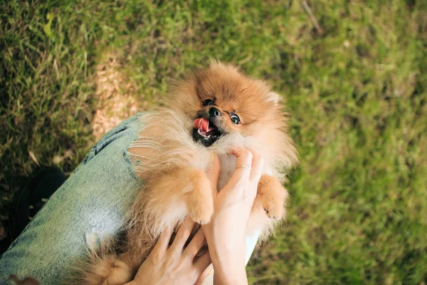 Piękny Mały Brązowy Piesek Bawi Się Właścicielem Przyrodzie Szczęśliwy Pies — Zdjęcie stockowe