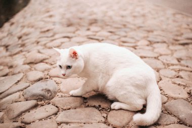Mavi gözlü beyaz güzel kedi çiçeklerle çimenlerde yürüyor.