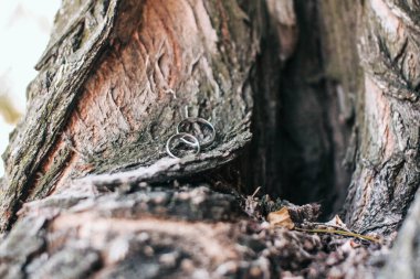 Silinmiş eski bir ağaçta gümüş alyanslar var.