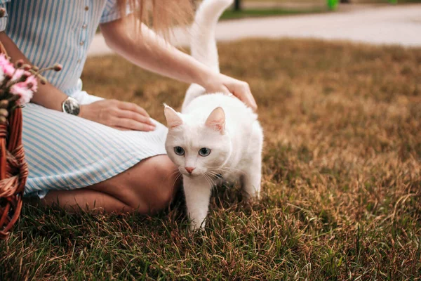 Blanc Beau Chat Aux Yeux Bleus Marche Sur Herbe Avec — Photo