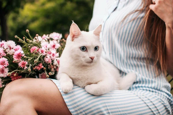 Blanc Beau Chat Aux Yeux Bleus Marche Sur Herbe Avec — Photo