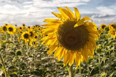 Mavi gökyüzünün altında bulutlu ayçiçekleri olan bir tarla
