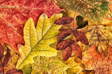 Akçaağaç kırmızısı yeşil sonbahar yaprakları dağınık