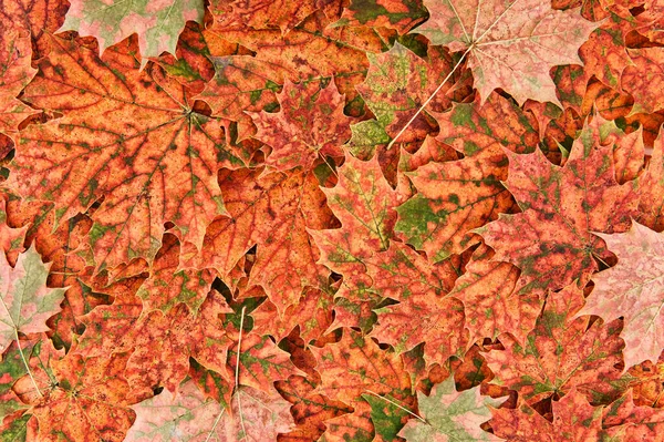 Červené Javorové Listy Zelenými Skvrnami Roztroušené — Stock fotografie