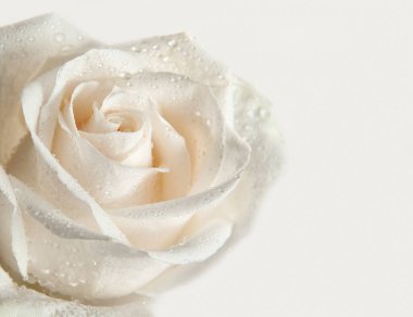 Beyaz arka planda bir krem gül çiçeği ve makro fotografta da su damlaları var.