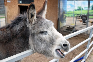  bir eşek başı açık ağız