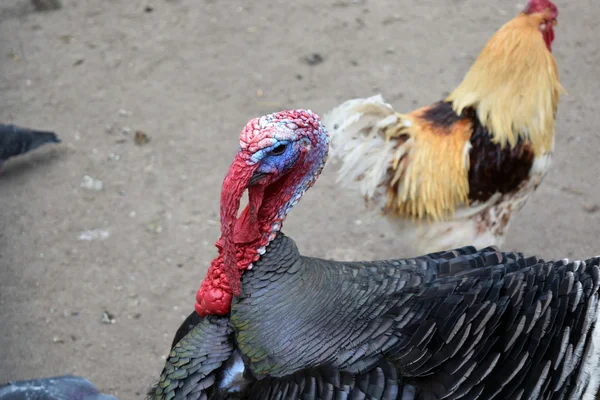 養鶏場でトルコ — ストック写真