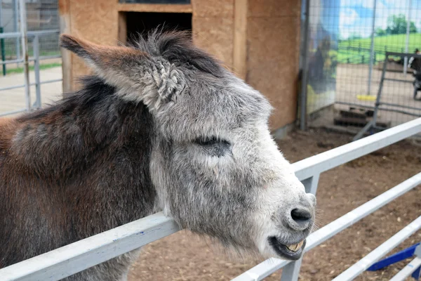 Açık ağız bir eşek başkanı