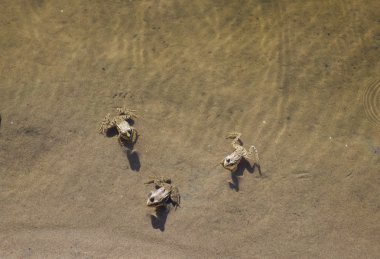 kum üzerinde üç gri kurbağalar