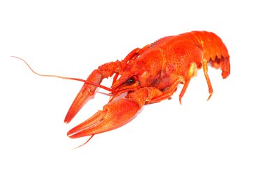 Kırmızı kerevit