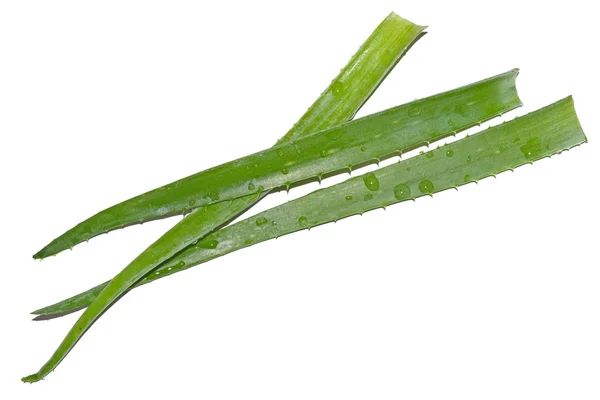Aloe.