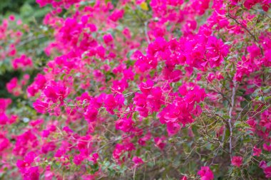 pembe Begonviller çiçekler açar yaz aylarında çalı 