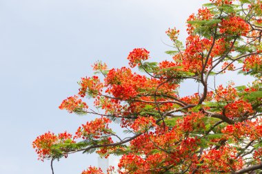 alev ağacı turuncu çiçekler grup ve gökyüzü arka ile şube
