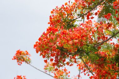alev ağacı turuncu çiçekler grup ve gökyüzü arka ile şube