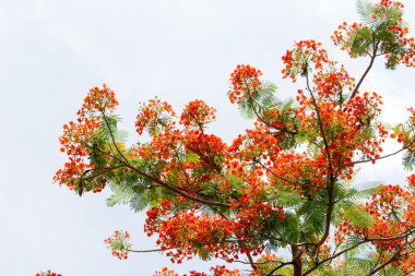 alev ağacı turuncu çiçekler grup ve gökyüzü arka ile şube