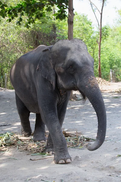 Seule vieille femelle asiatique éléphant marcher — Photo