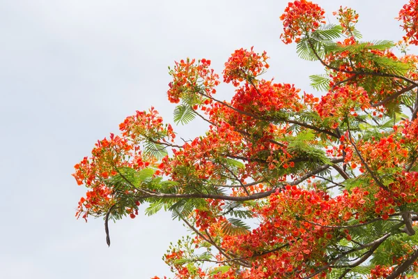 flame tree with group of orange flowers and branch with sky back