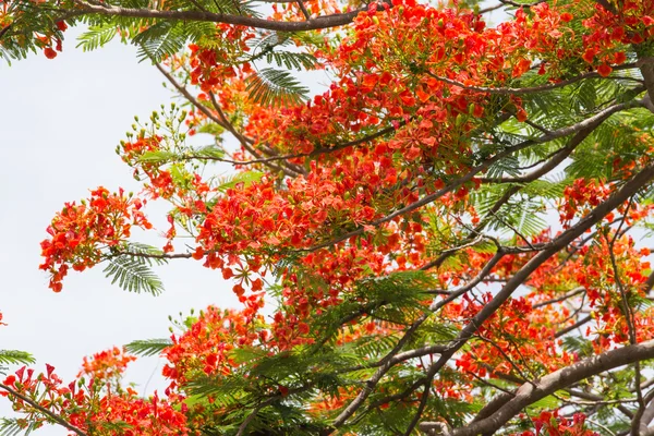 flame tree with group of orange flowers and branch with sky back