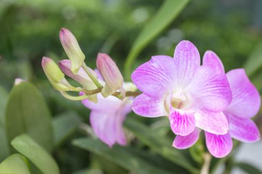 Vintage Menekşe orkide çiçek 