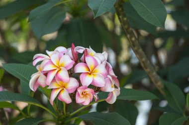 yeşil yaprakları arka plan ile pembe frangipani grup