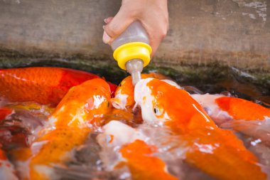 yardım et süt şişesi sazan balık fantezi gıda