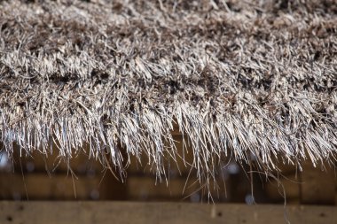 vintage style of dry nipa palm leaves rooftop of hut