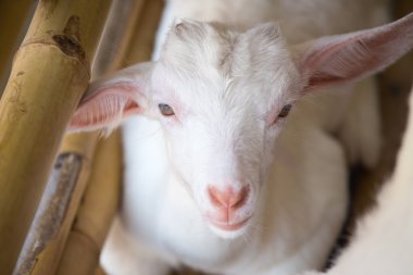 beyaz bebek koyun yüz bambu çit ile