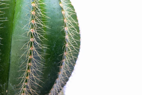 Gros plan cactus vert isolé sur fond blanc — Photo