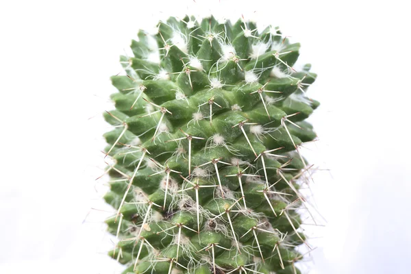 Närbild Grön Cactus Isolerad Vit Bakgrund Stockfoto