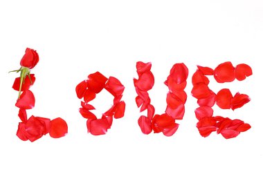 kırmızı gül yaprakları, beyaz arka plan yapılan kelimesini seviyorum