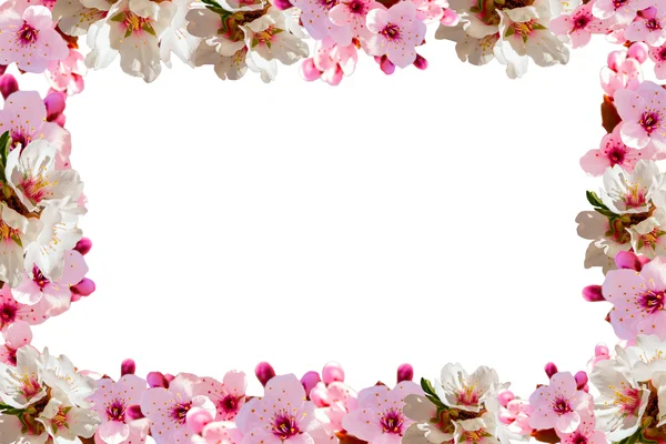 Blossom on pink background with copy space for greeting message. — Stock Photo, Image