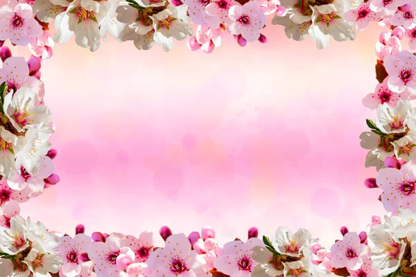 Blossom on pink background with copy space for greeting message. — Stock Photo, Image