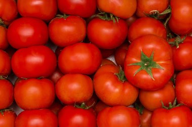 kutu kırmızı olgun domates