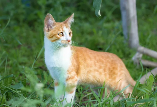 Gato rojo en el jardín —  Fotos de Stock