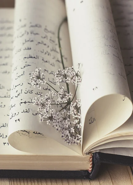 kır çiçeği ile Arapça kitap romantik bakış