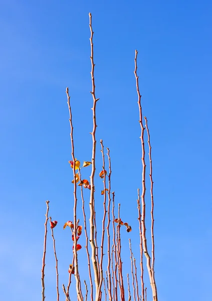 Bare Tree Limb com algumas folhas — Fotografia de Stock