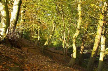 Ormandaki Atumn sahne