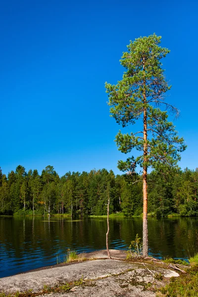 Дерево на озері — стокове фото
