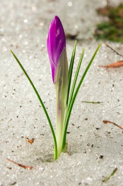 Kar eritme üzerinde Çiğdem