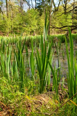 Marsh ile mor irris (Turkov Ostrava ormandaki bahar çekim