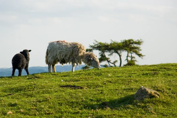 Sheep and Lamb — Stock Photo, Image