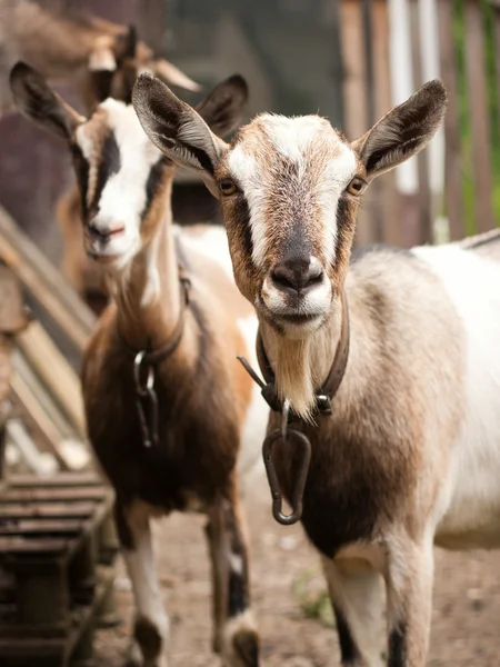 Duas cabras olhando para a câmera — Fotografia de Stock