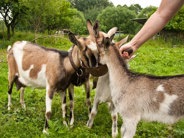 As cabras são alimentadas à mão — Fotografia de Stock