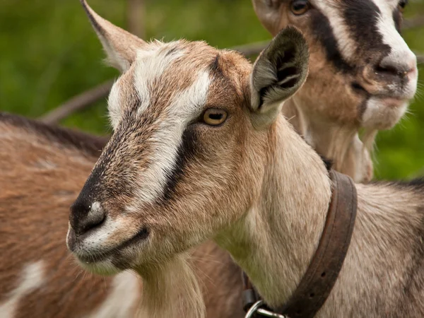 Duas cabras na exploração — Fotografia de Stock