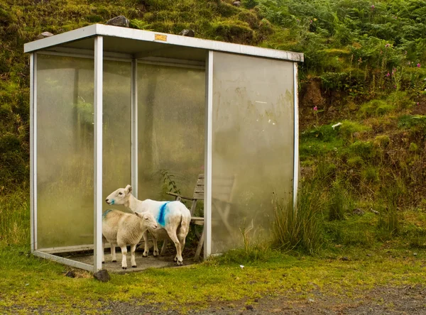 Duas ovelhas à procura de abrigo na paragem de autocarro no dia chuvoso na Escócia — Fotografia de Stock